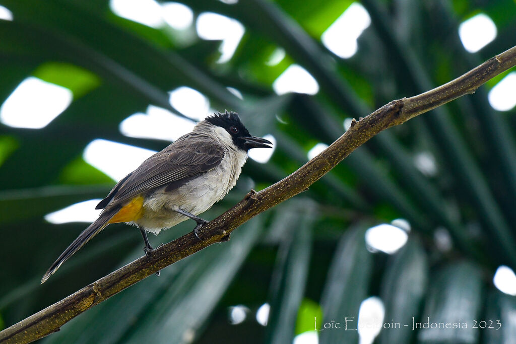 Bulbul cul-d'or