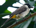 Bulbul cul-d'or