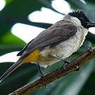 Bulbul cul-d'or