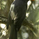 Bulbul de Bourbon