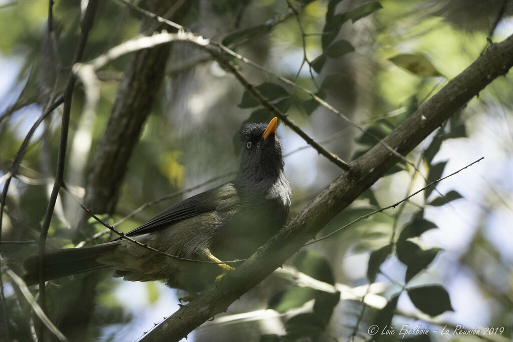 Reunion Bulbul