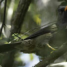 Bulbul de Bourbon