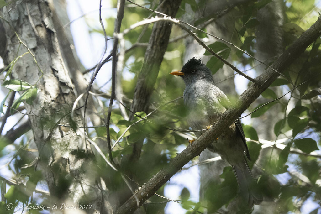 Bulbul de Bourbon