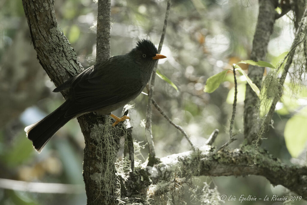 Reunion Bulbul