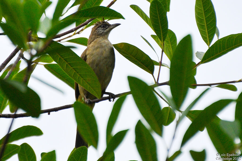 Streak-eared Bulbul