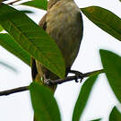 Bulbul de Conrad
