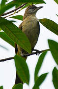 Streak-eared Bulbul