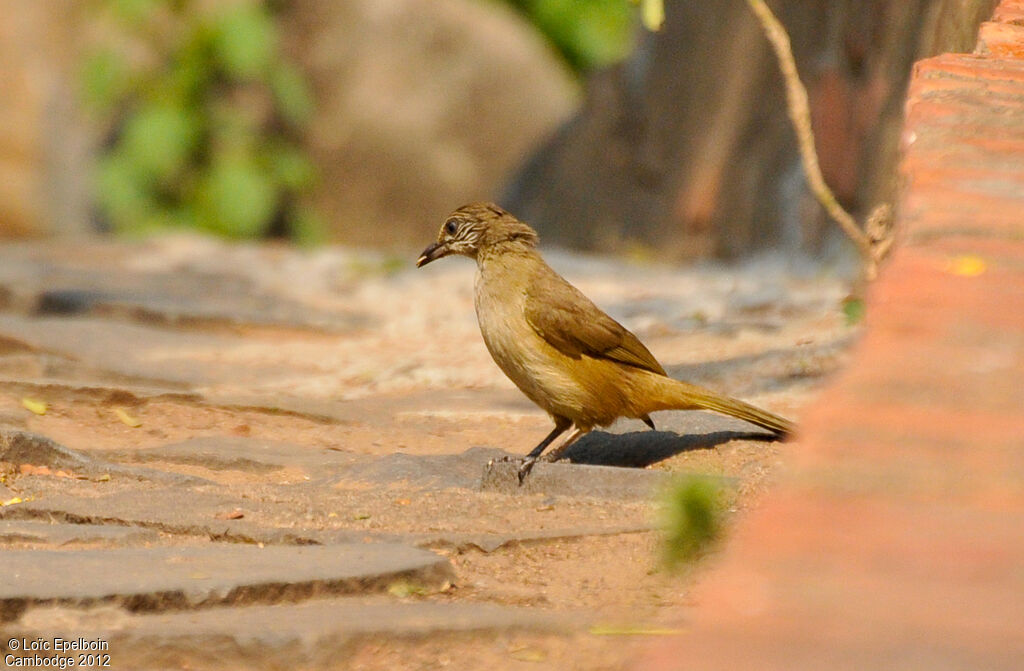 Streak-eared Bulbul