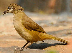 Streak-eared Bulbul