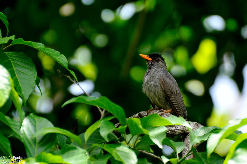 Malagasy Bulbul