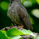 Bulbul de Madagascar