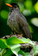 Malagasy Bulbul