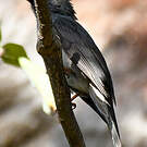 Bulbul de Madagascar