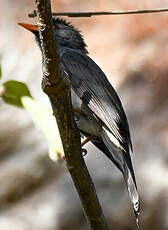 Bulbul de Madagascar