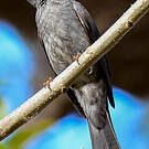 Bulbul de Madagascar