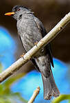 Bulbul de Madagascar