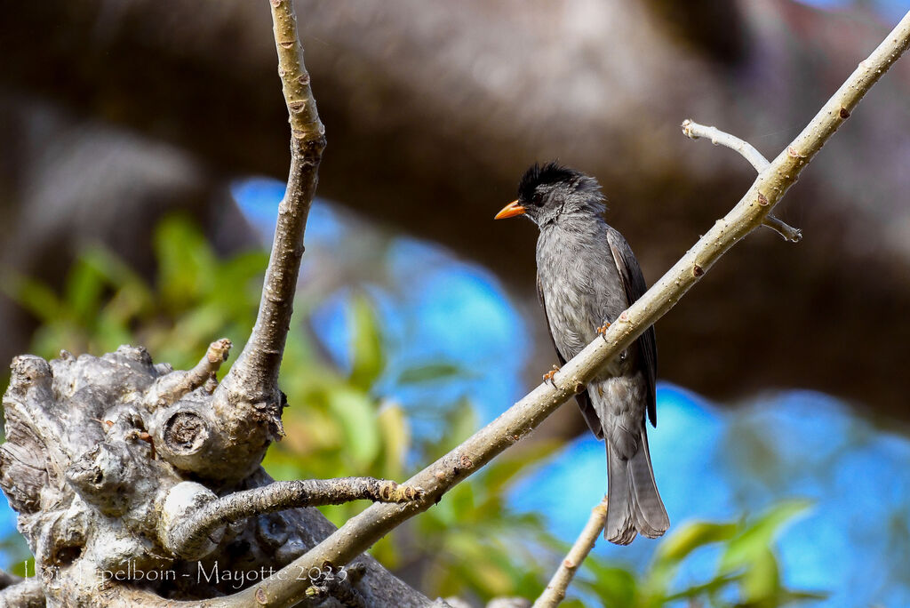 Bulbul de Madagascar