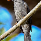 Bulbul de Madagascar