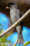 Bulbul de Madagascar