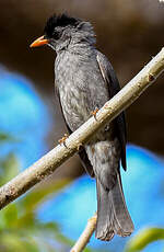 Bulbul de Madagascar