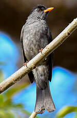Bulbul de Madagascar