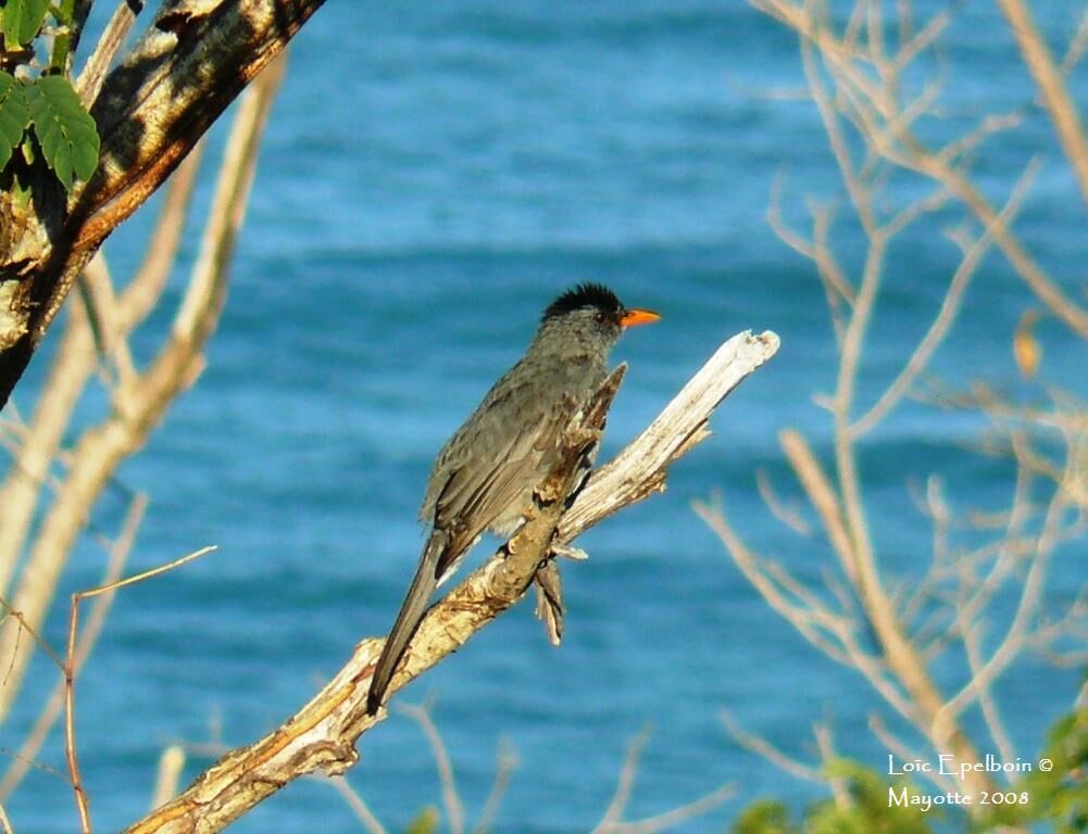 Malagasy Bulbul