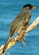 Bulbul de Madagascar