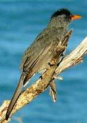 Bulbul de Madagascar