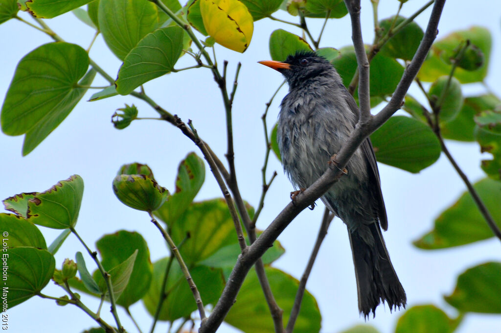 Bulbul de Madagascar