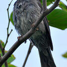 Bulbul de Madagascar