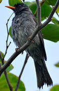 Malagasy Bulbul