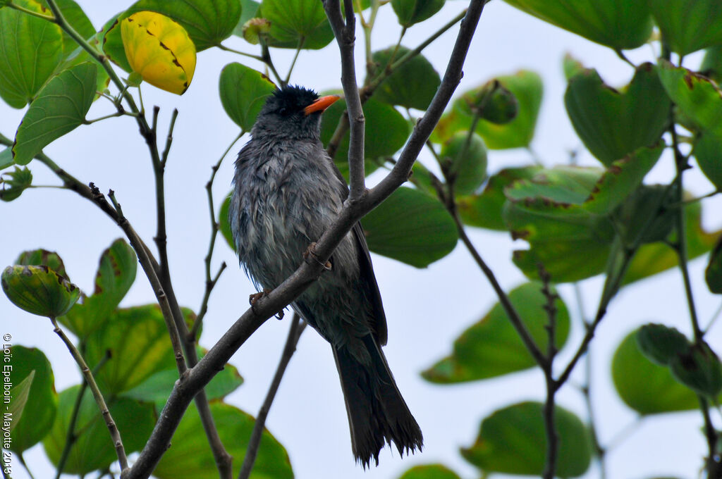 Bulbul de Madagascar