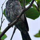 Bulbul de Madagascar