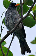 Bulbul de Madagascar