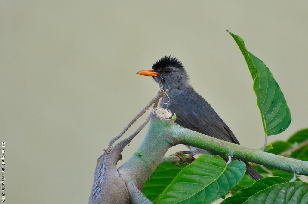 Bulbul de Madagascar