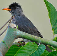 Malagasy Bulbul