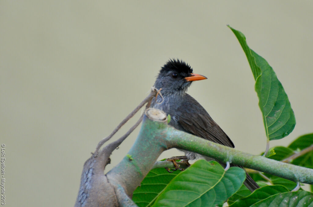 Malagasy Bulbul