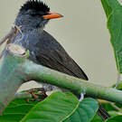 Bulbul de Madagascar