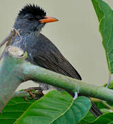 Malagasy Bulbul