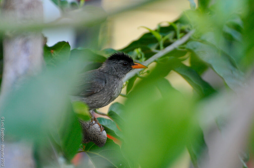 Malagasy Bulbul