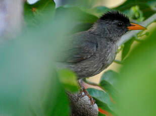 Bulbul de Madagascar