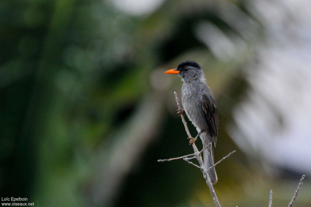 Bulbul de Madagascaradulte, identification