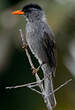 Bulbul de Madagascar