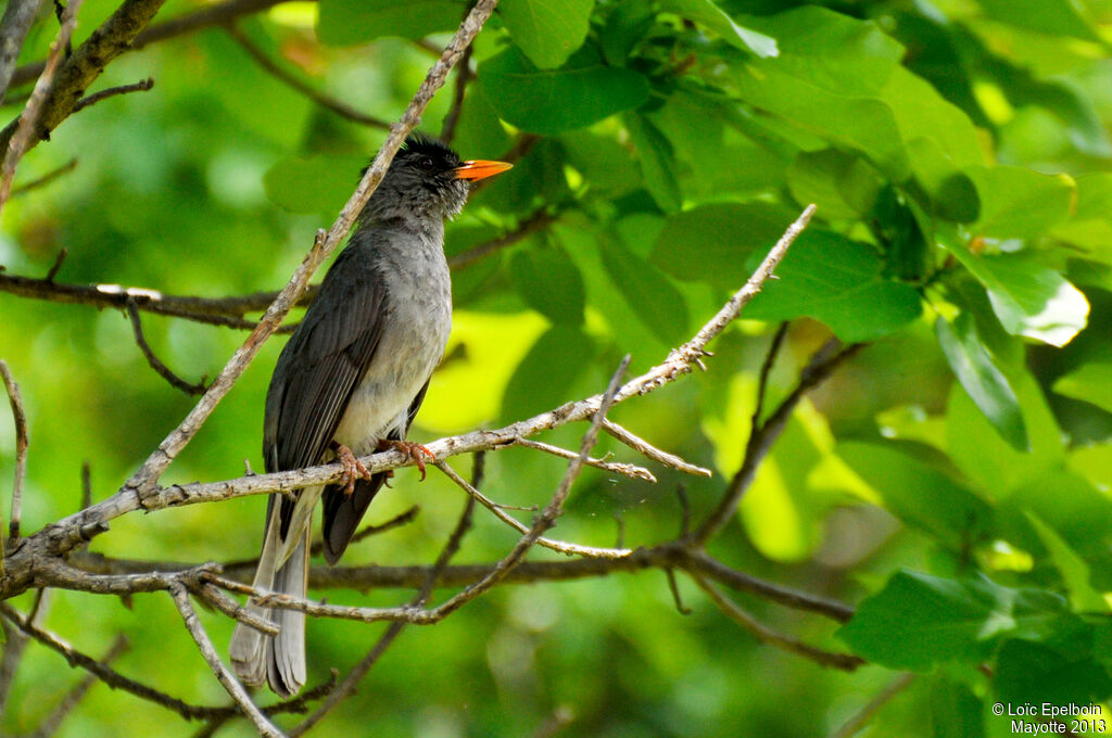 Malagasy Bulbul