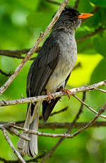 Bulbul de Madagascar