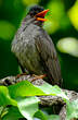 Bulbul de Madagascar