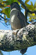 Bulbul de Maurice