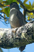 Mauritius Bulbul