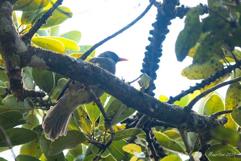 Mauritius Bulbul