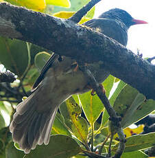 Bulbul de Maurice